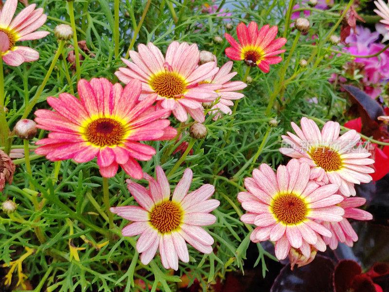 Argyranthemum frutescens